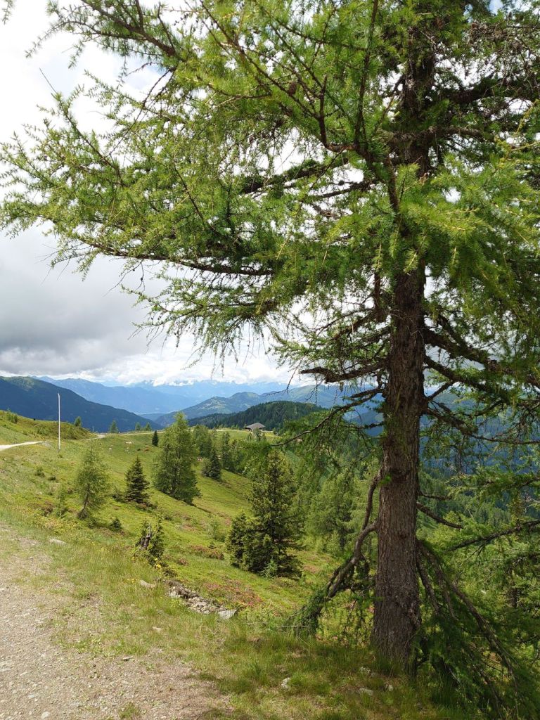 Landschaft mit Baum